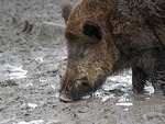Wild boar in the mud close up