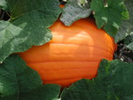 fall pumpkin