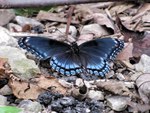 blue butterfly