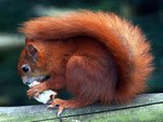 red squirrel