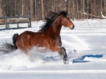 winter horse