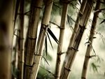 BAMBOO