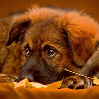 Where is my master...