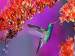 Hummingbird