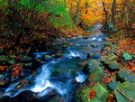 AUTUMN FOREST STREAM