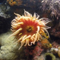 sea anemone