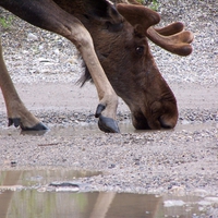 Moose Drinking