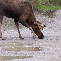 Moose Posses for Pictures
