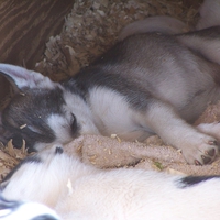 Husky pups