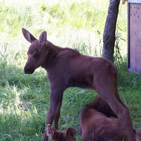 Baby Moose