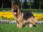 German shepherd dog in the garden