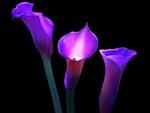 Purple Callas, for all lovers of purple :)