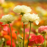 Ranunculus flowers for Anca