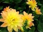 Yellow Dahlia