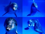 Dolphins looking at you