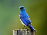 Bluebird