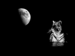 The tiger and the moon