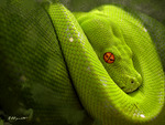 green snake