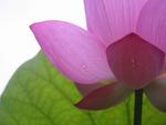 pink lotus