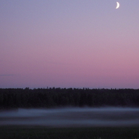 Thick fog in forest 2