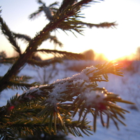 Snow on the Christmas tree