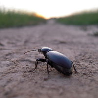 Beetle