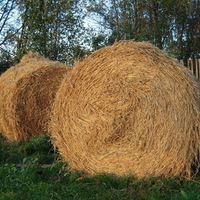 Roll of hay