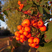 Bunch of rowan
