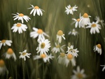 Field Of Daisies II