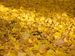 Autumn Carpet