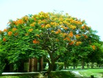 flowering tree