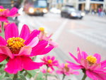 flowers_in_the_city