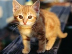 ginger kitten