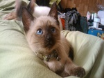 saiamese kitty