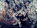 Japanese Cherry Tree
