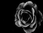 Rose_on_Black