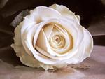Rose_white