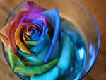 colors rose