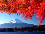 AMAZING AUTUMN
