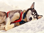 Sleeping Husky