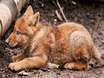 Sweet Wolf Pup