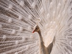 White Peacock