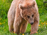 Brown Bear