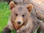 Sweet Bear Cub
