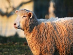 Cute Sheep