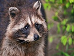 Cute Raccoon
