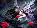 Rose Fairy