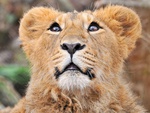 Sweet Lion Cub