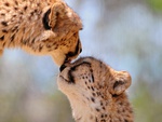 Cheetah Love â™¡