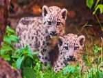 Snow Leopard Siblings